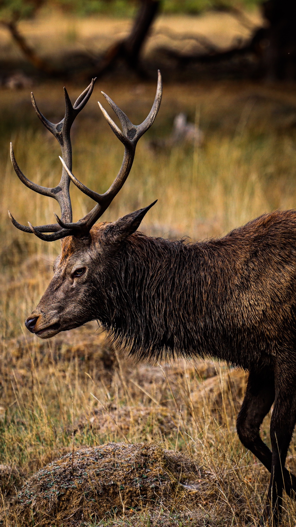 Stag in the Grass