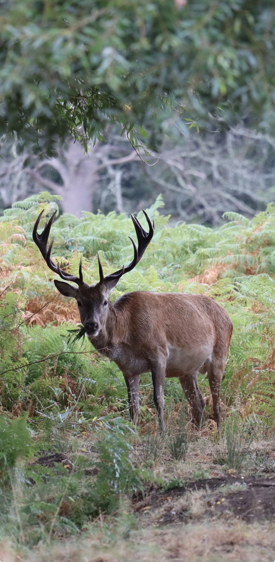 Stag Direct Gaze in Parkland