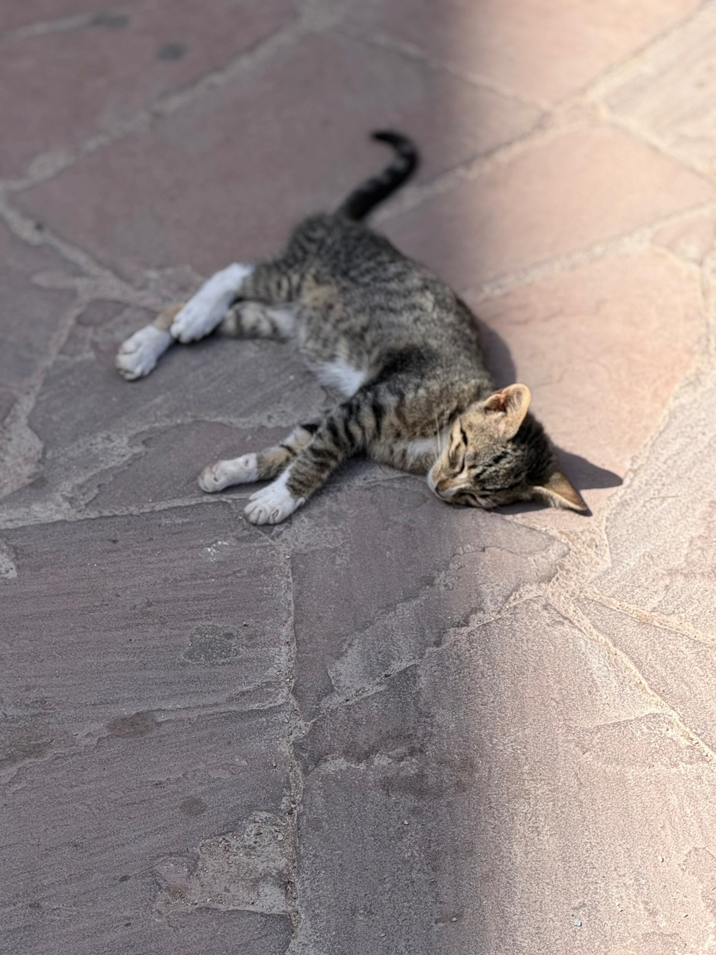 Medina Sunlit Stone & Kitten