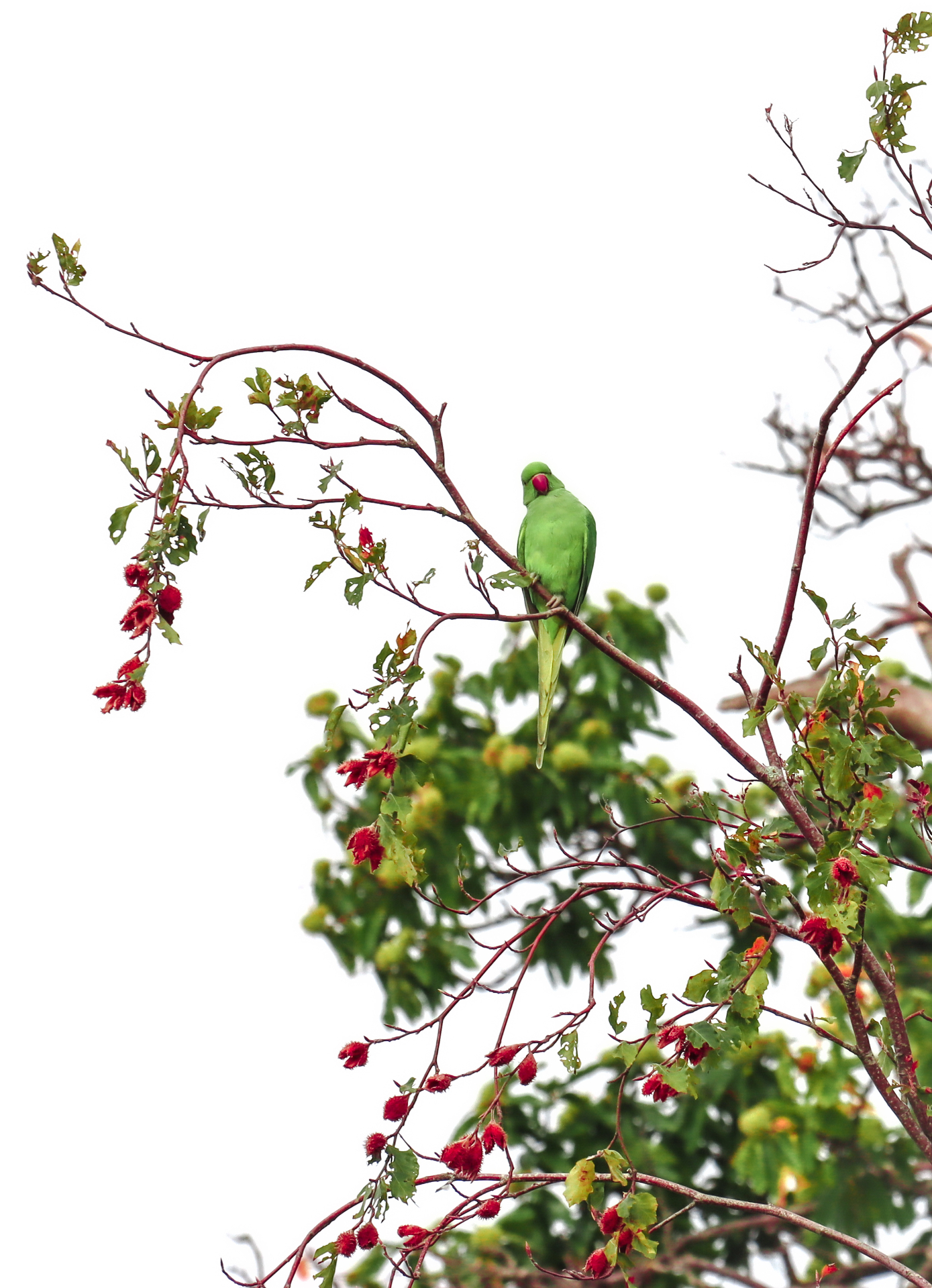 Parakeet on a Branch